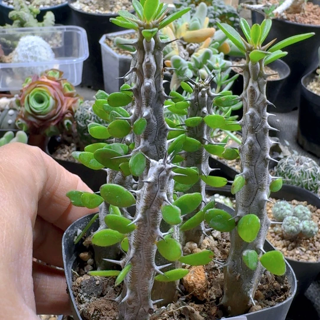 256亚龙木脱土发货5个一份随机