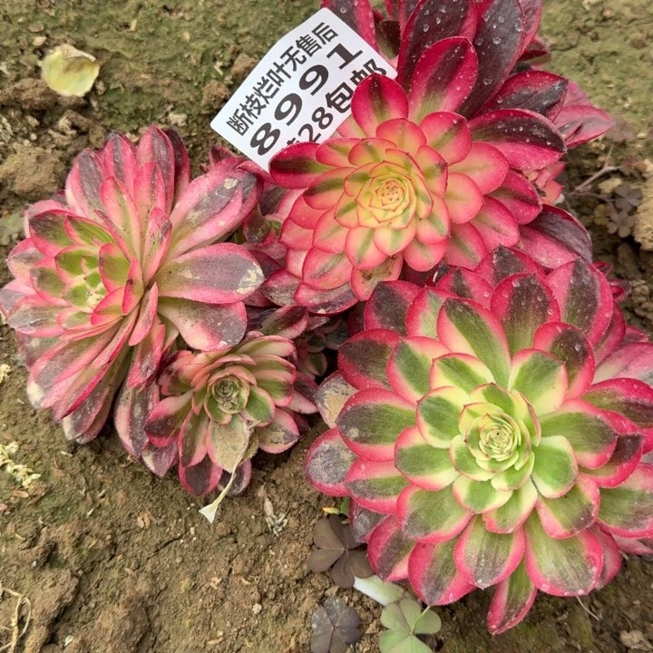 8991二号棚三个荔枝B