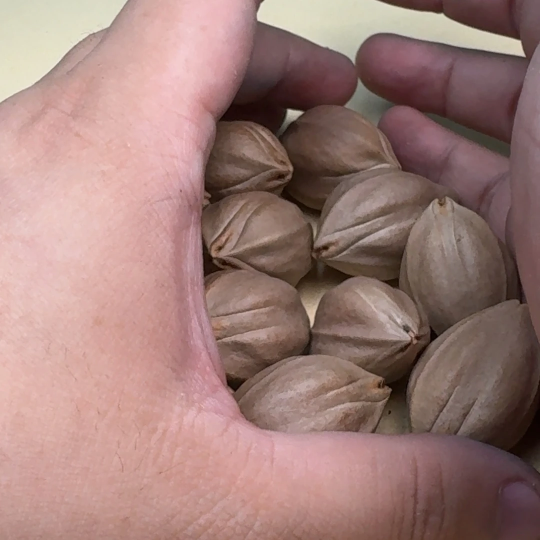 橄榄核手串/手链2.3+