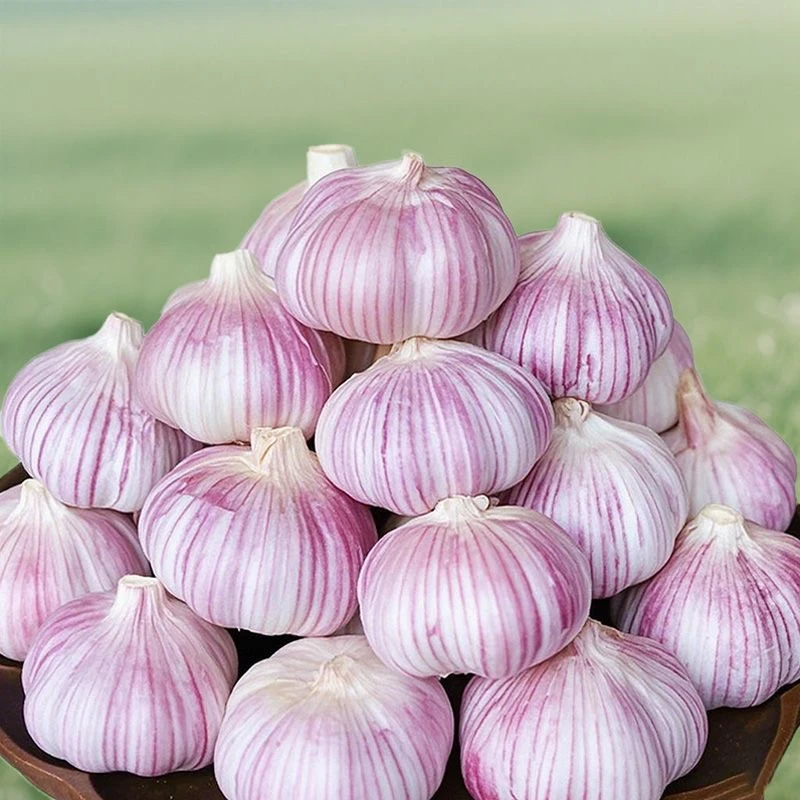 农家大蒜】干蒜大蒜多瓣蒜紫白皮蒜晒够36天蒜香浓郁批发