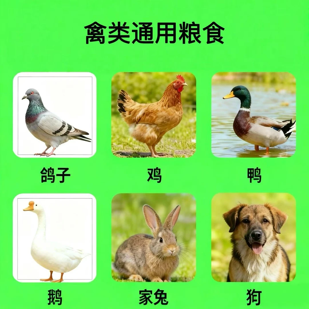 （拍一发二）户外通用鸟粮精品零食五谷杂粮均可拌