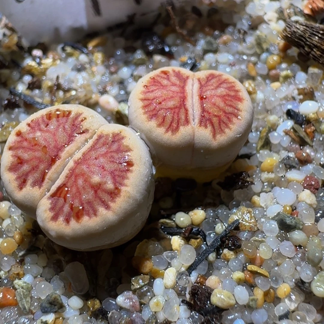 Ssss好便宜好便宜716