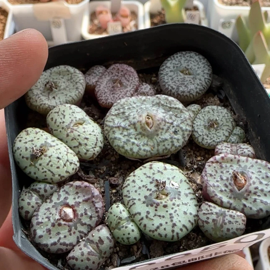 【闪购商品】丹*8850