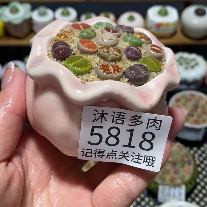 带盆土植物 一物一拍5818
