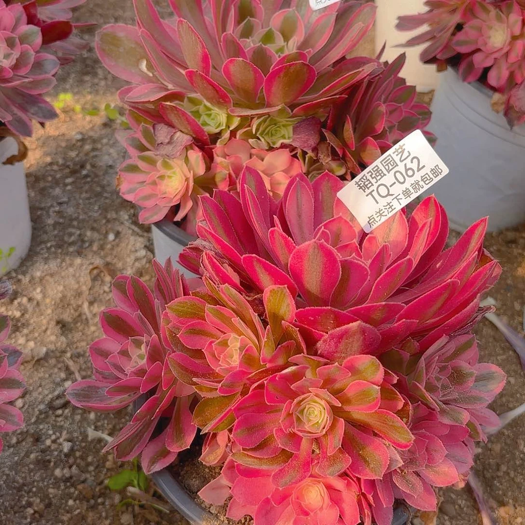 女巫多肉植物三号62-63