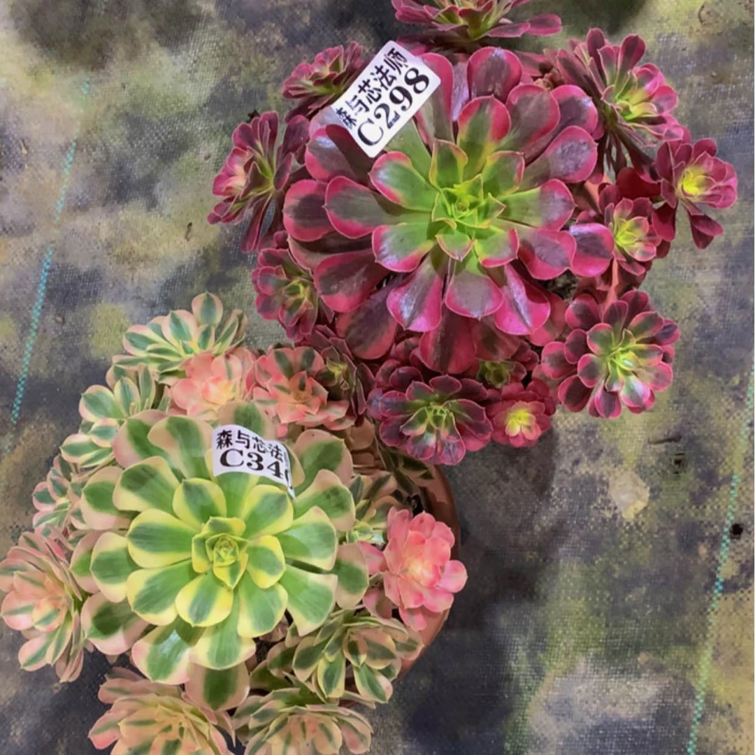 【闪购商品】340.298美杜莎，粉女巫