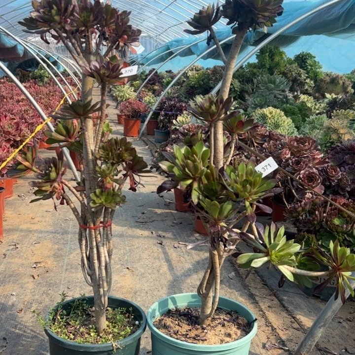 姗*370   371二颗黑法师多肉多肉