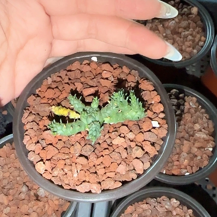 多肉植物阎魔杂双头