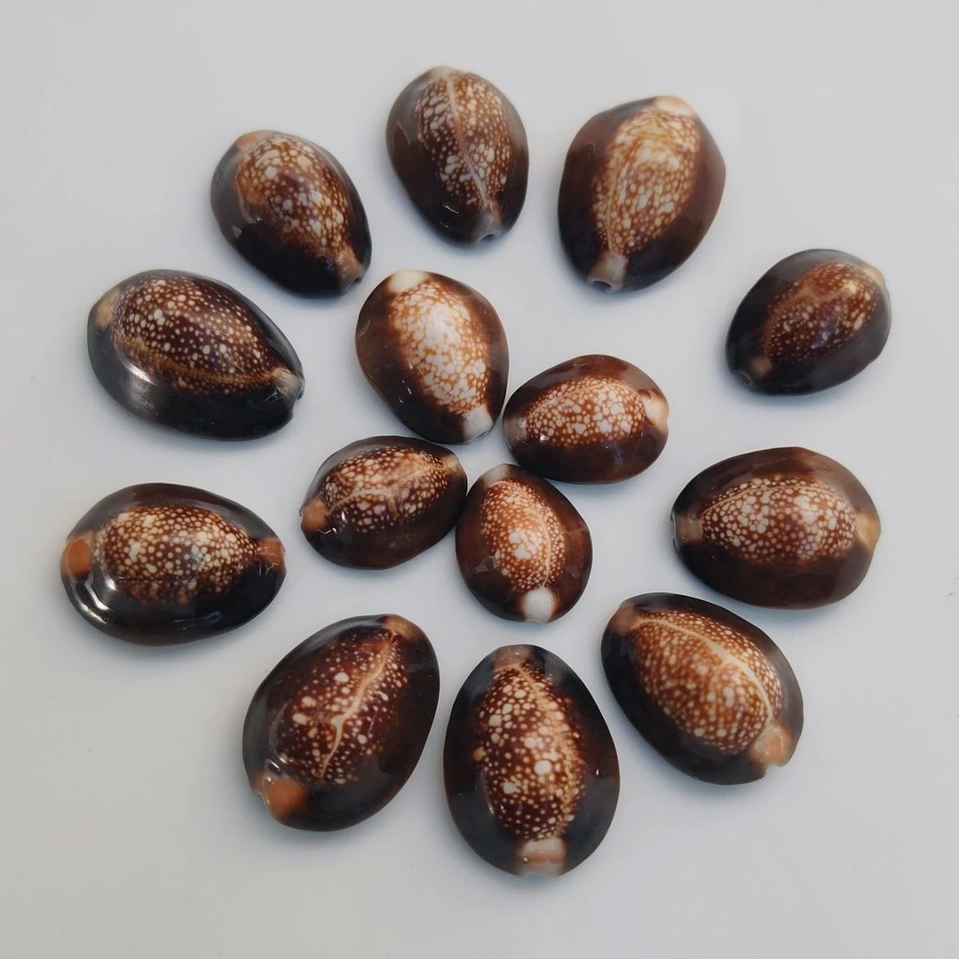 天然海螺贝壳雪山宝螺手工diy家居装饰相框材料鱼缸水族造景