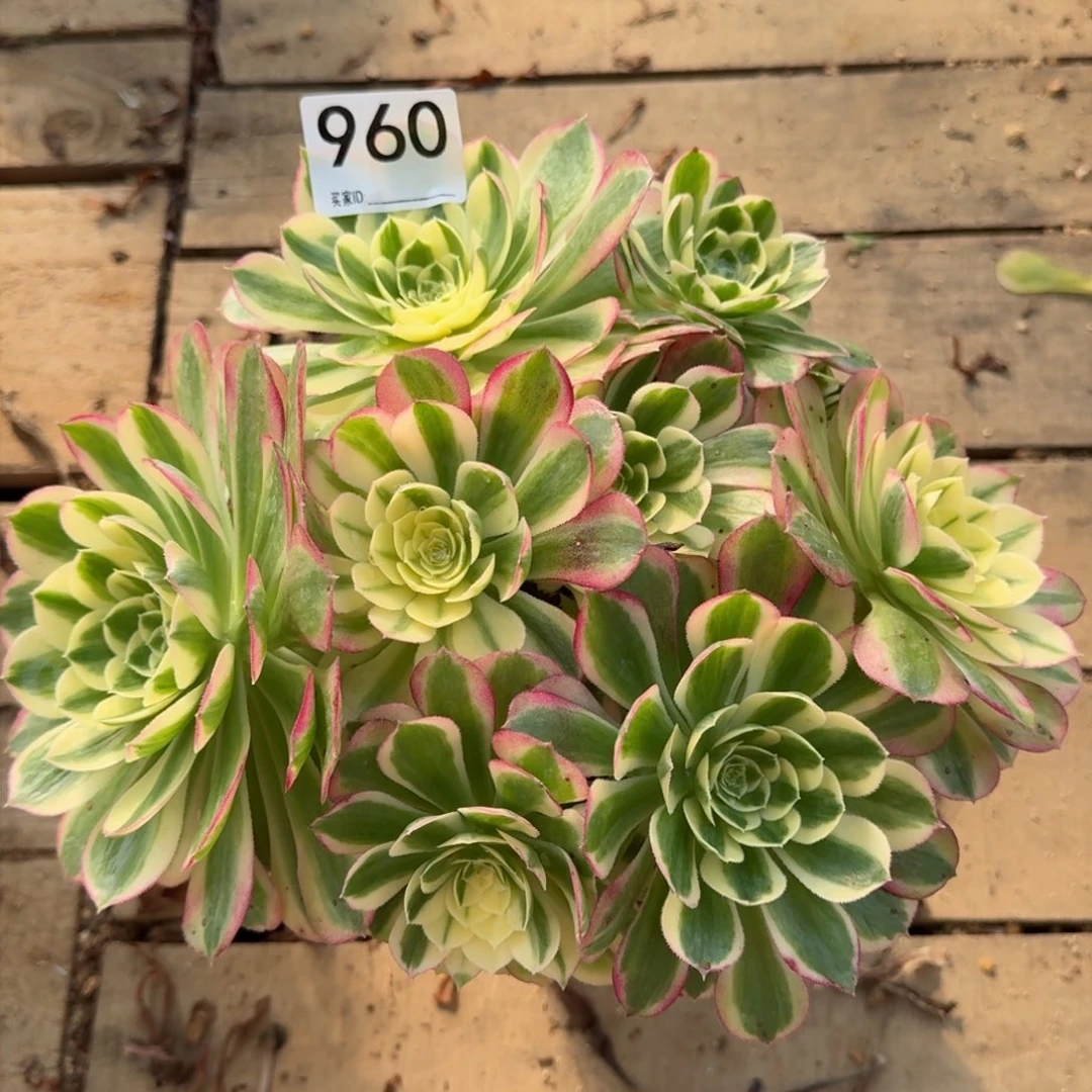 【闪购商品】960多肉