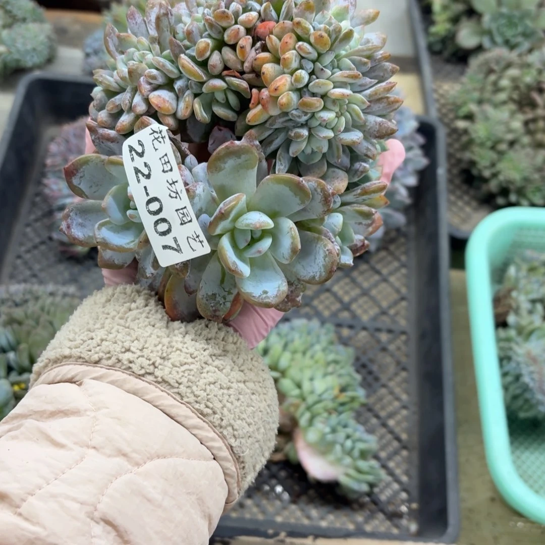 *****22.007星影树缀一个