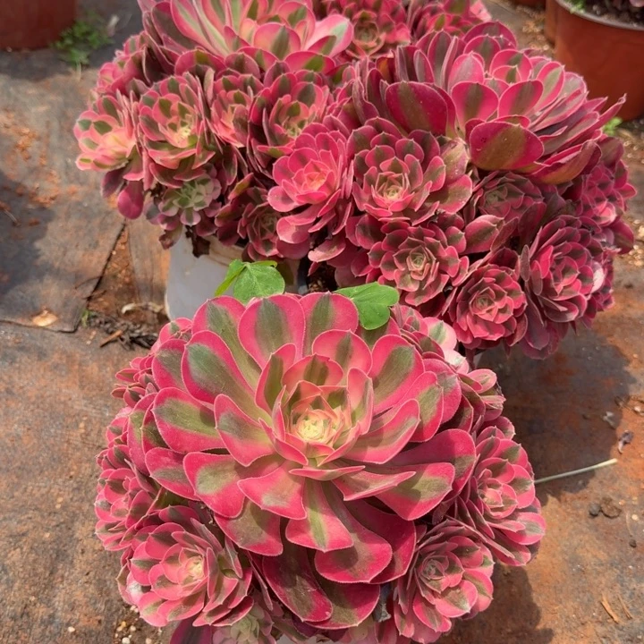 粉女巫群生啊啊啊