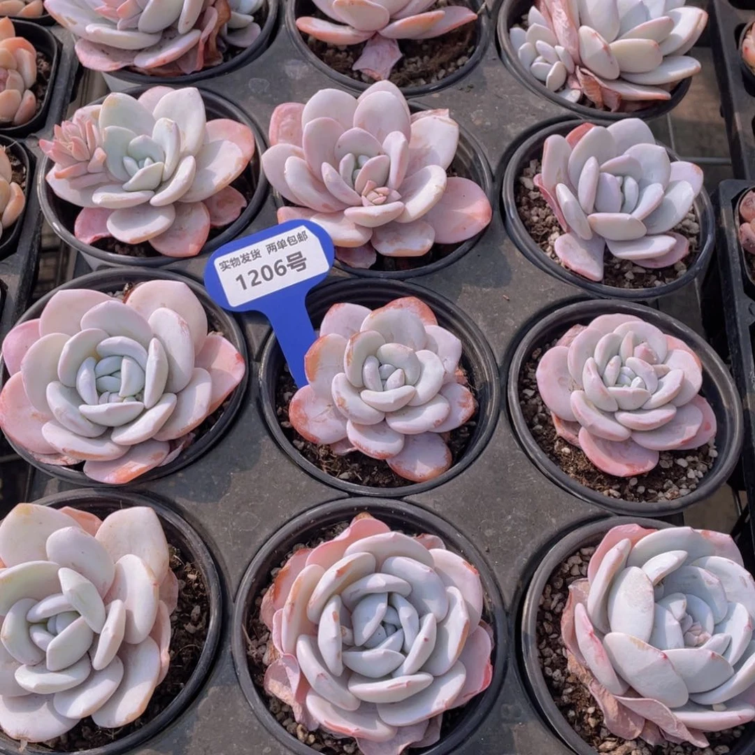 1206号粉雪莲母本大单头一个