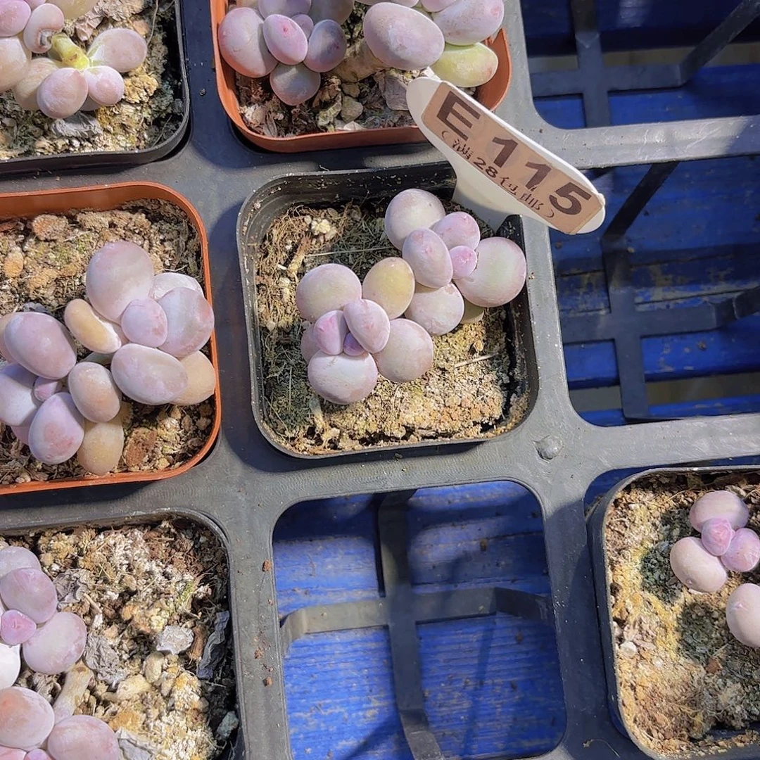 E115彩虹奶一物语拍