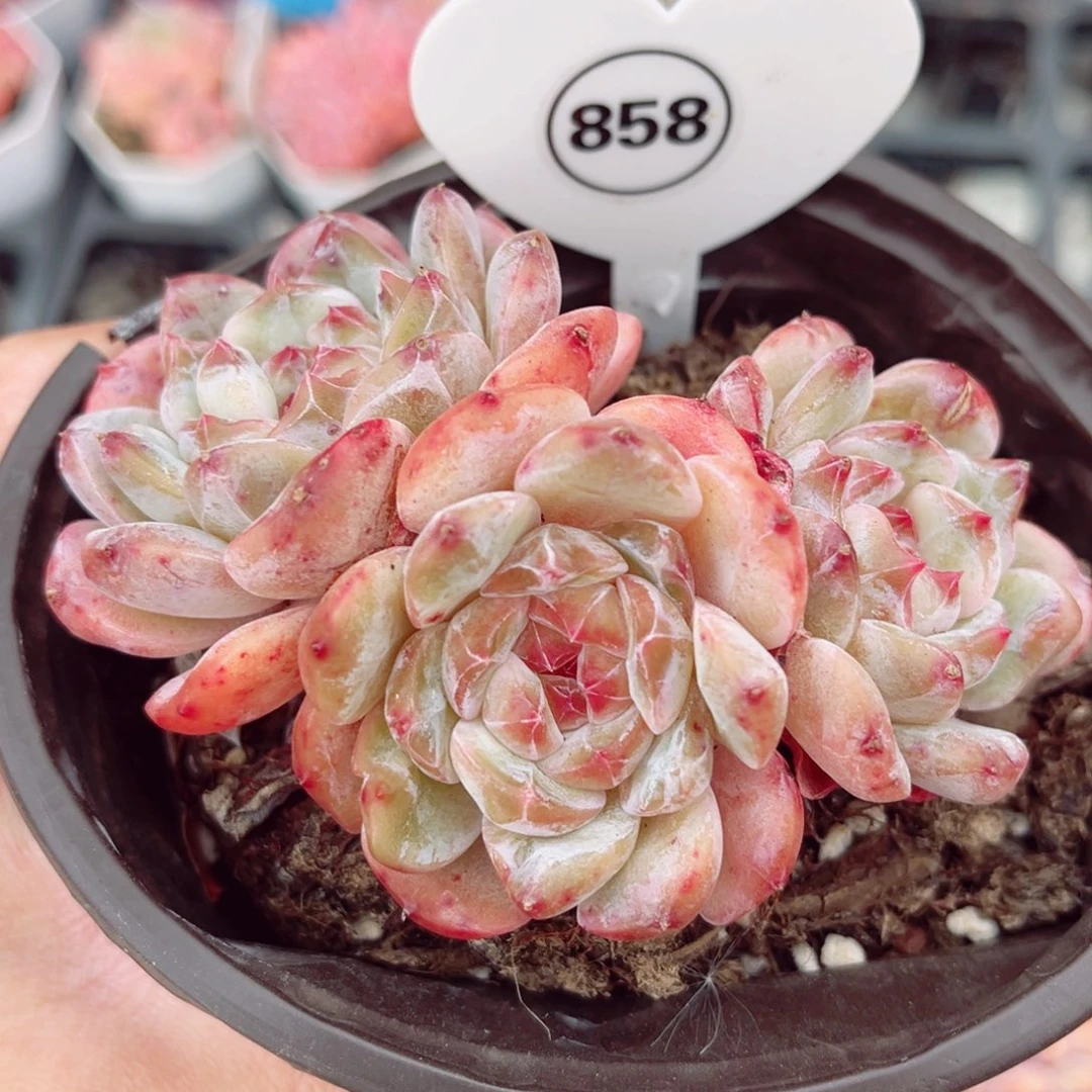 858号小老桩糖钻群