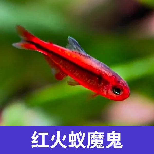 精挑红火蚁灯鱼2.5+