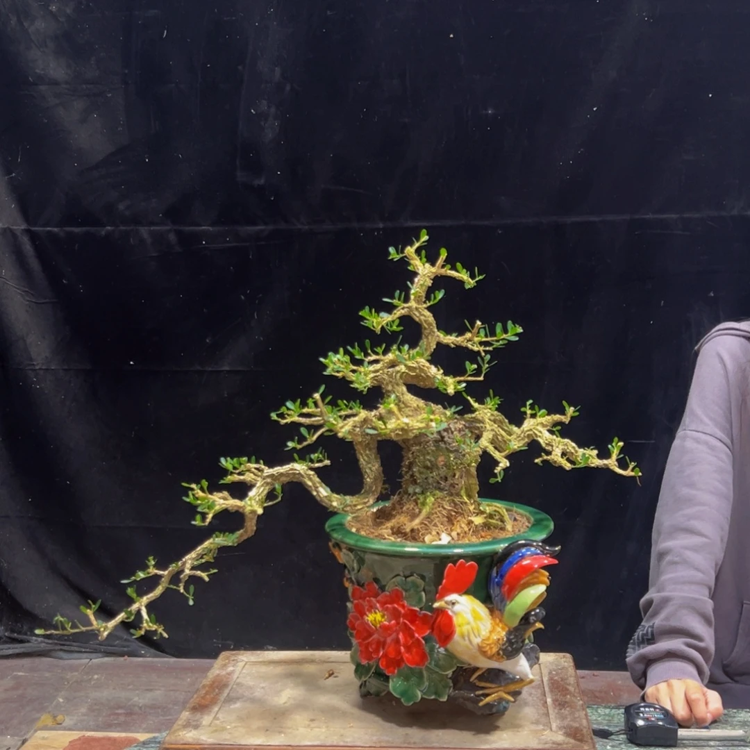 无花朵广东黄杨四季常青