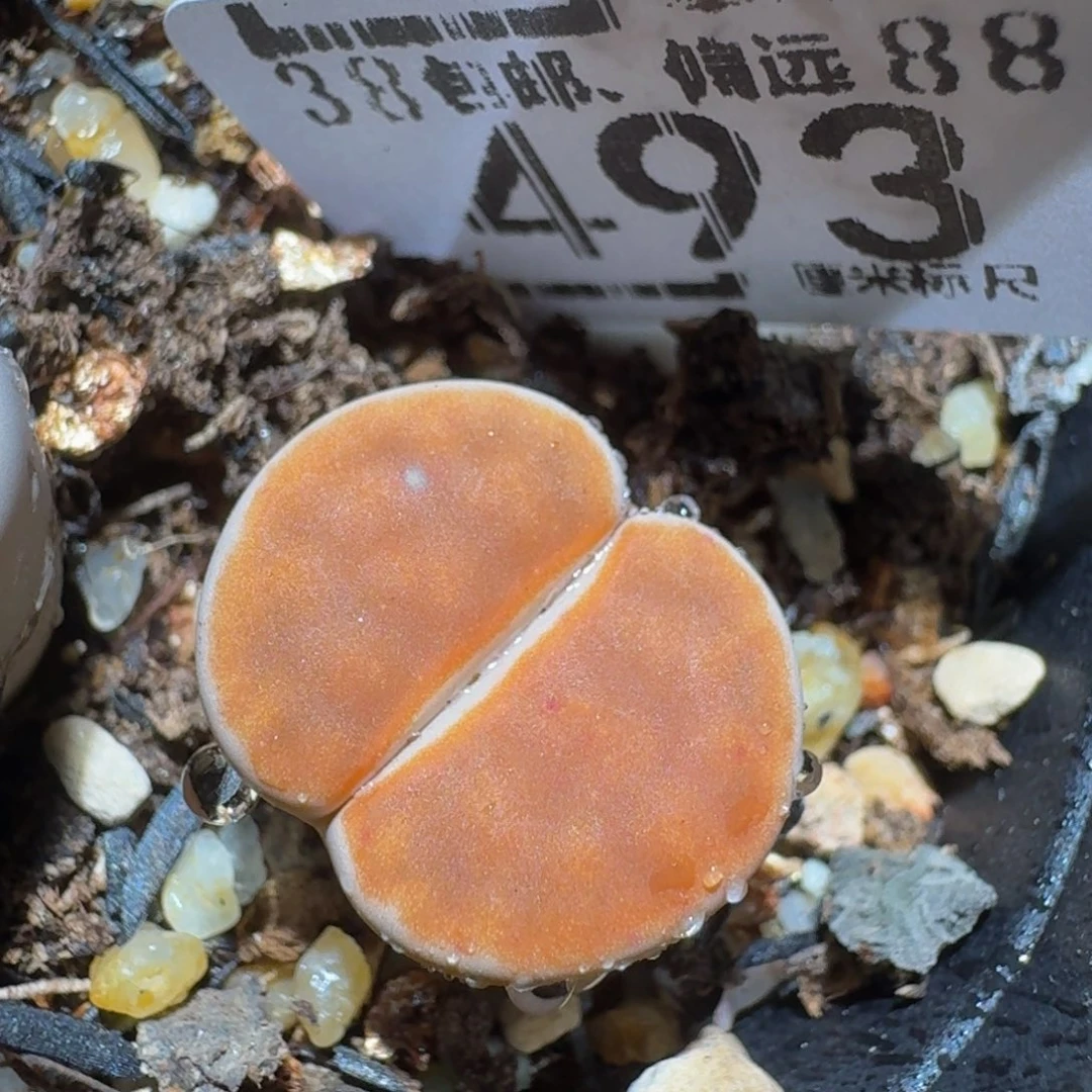 zzzz精品生石花493