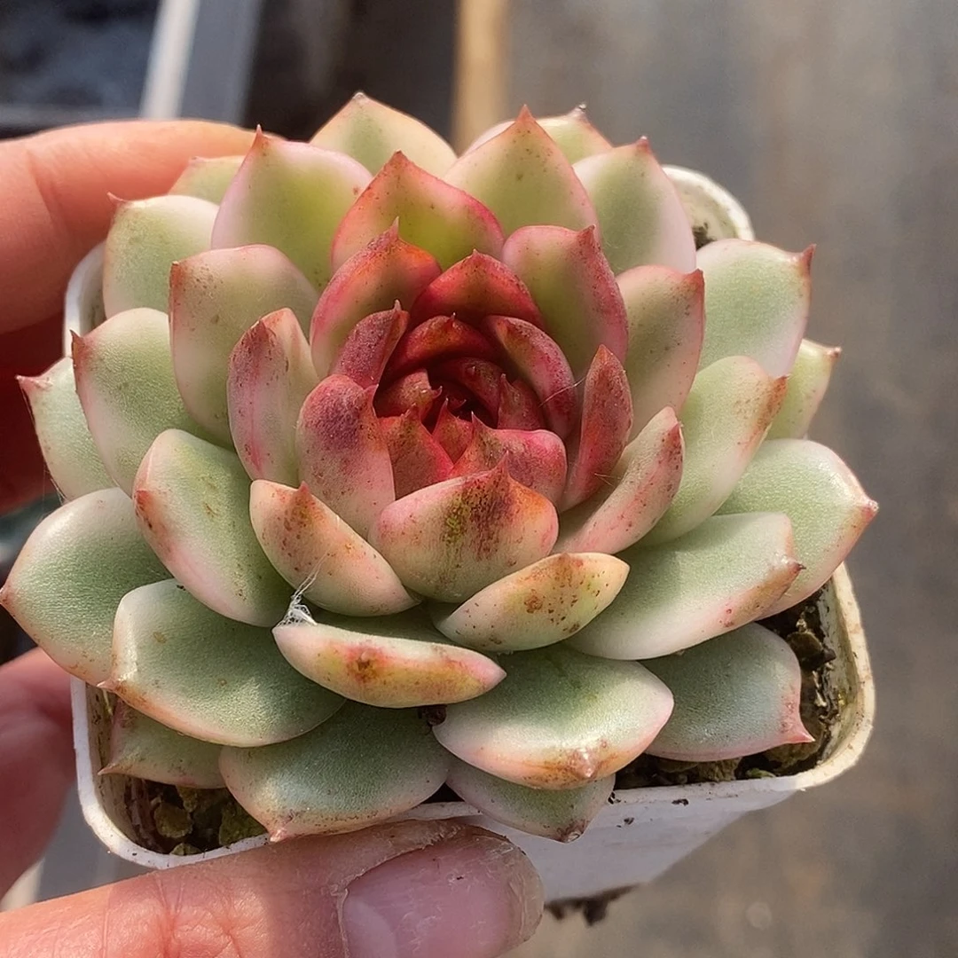 730哈哈哈哈哈哈哈