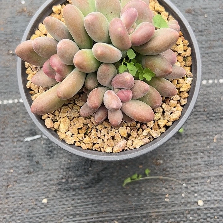 【闪购商品】福利群