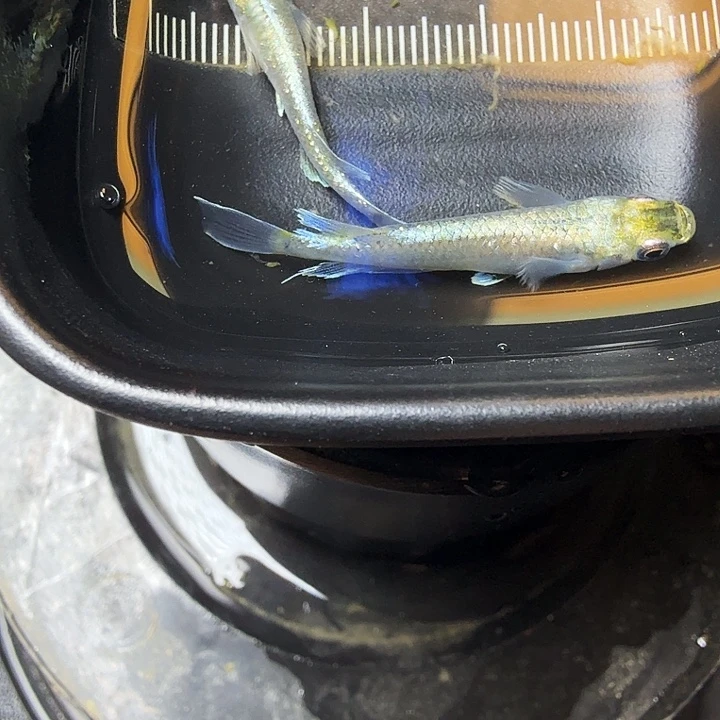 青鳉鱼104号拍品祖母绿