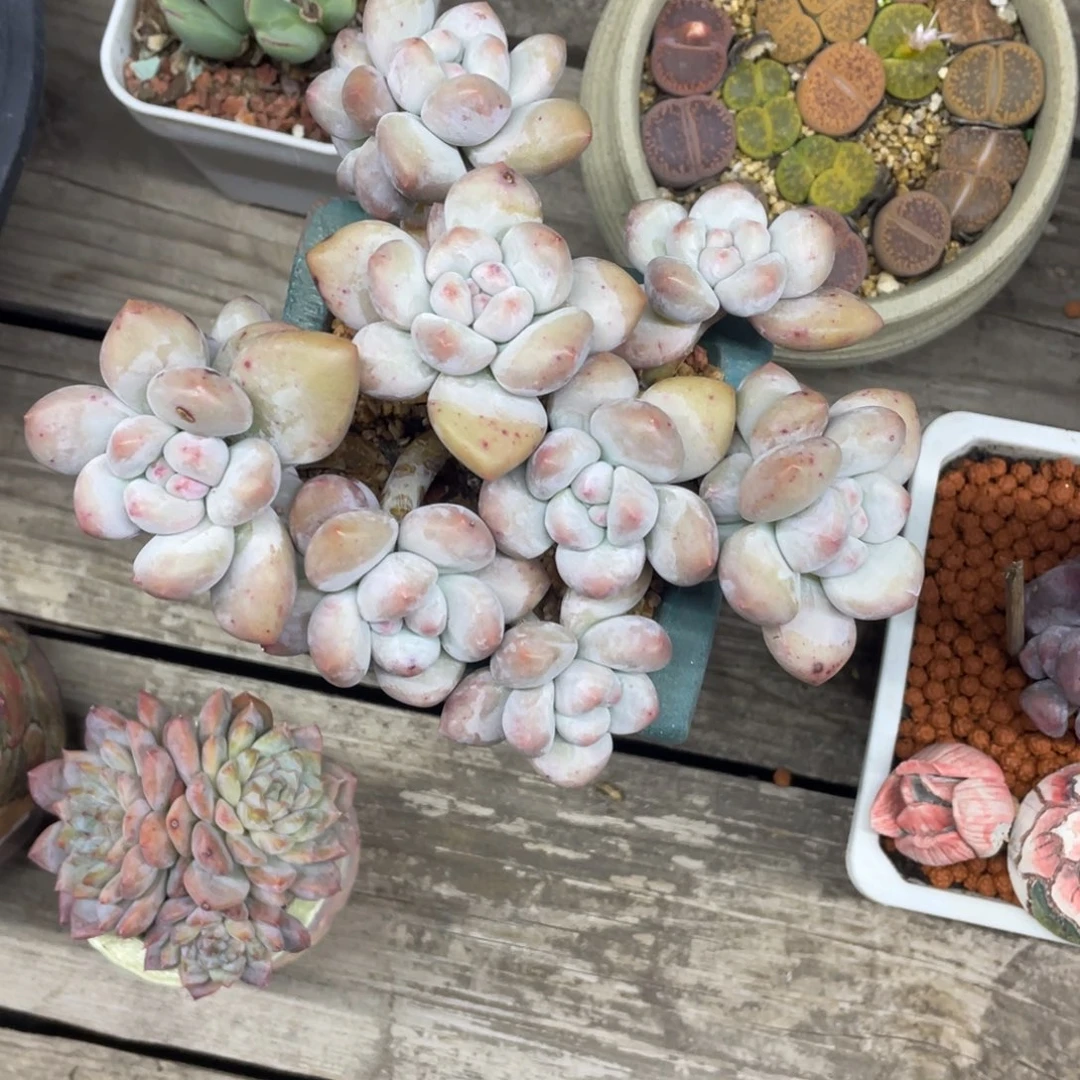 奶酪体香水无砍无摘