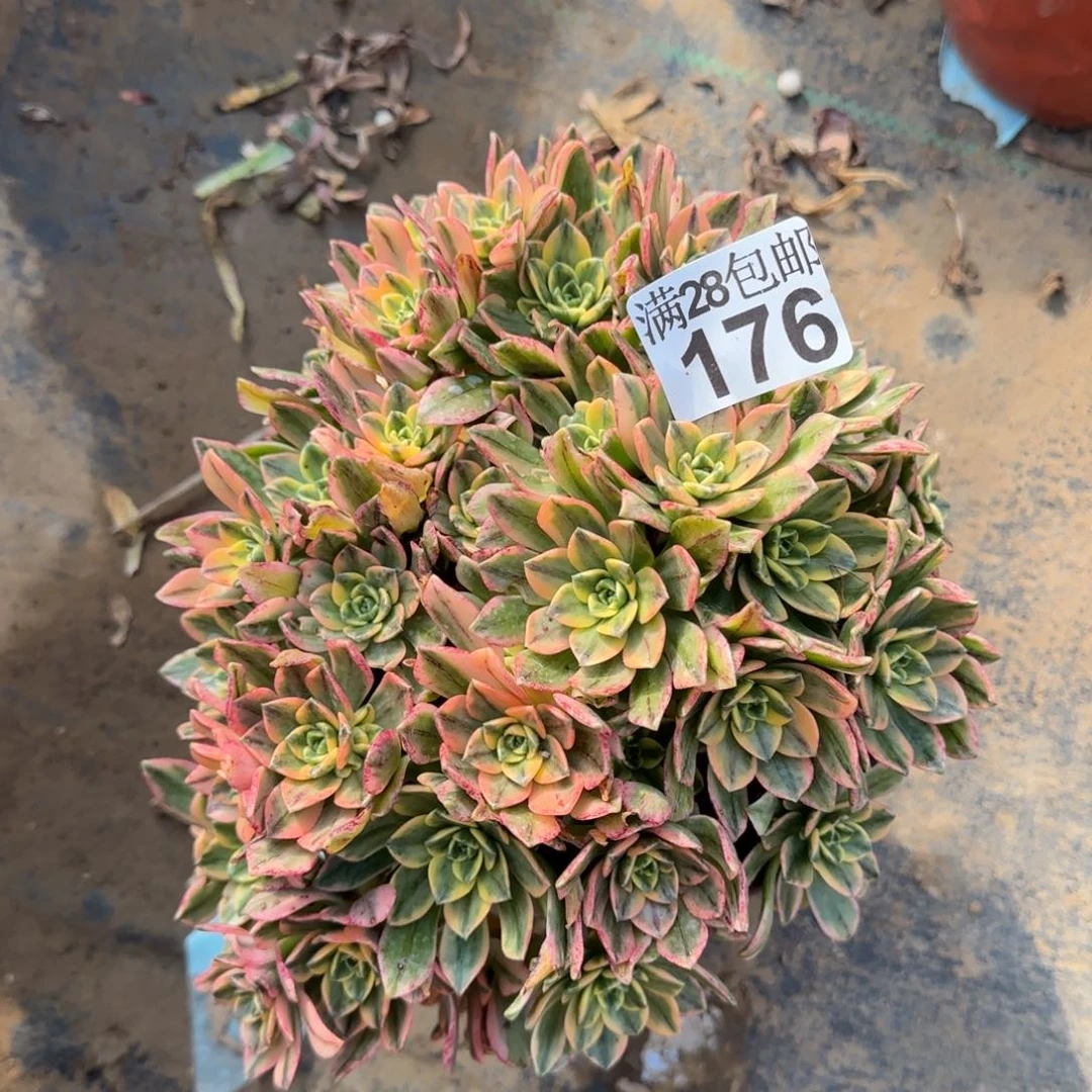甜茶多肉176满28包邮断枝不包
