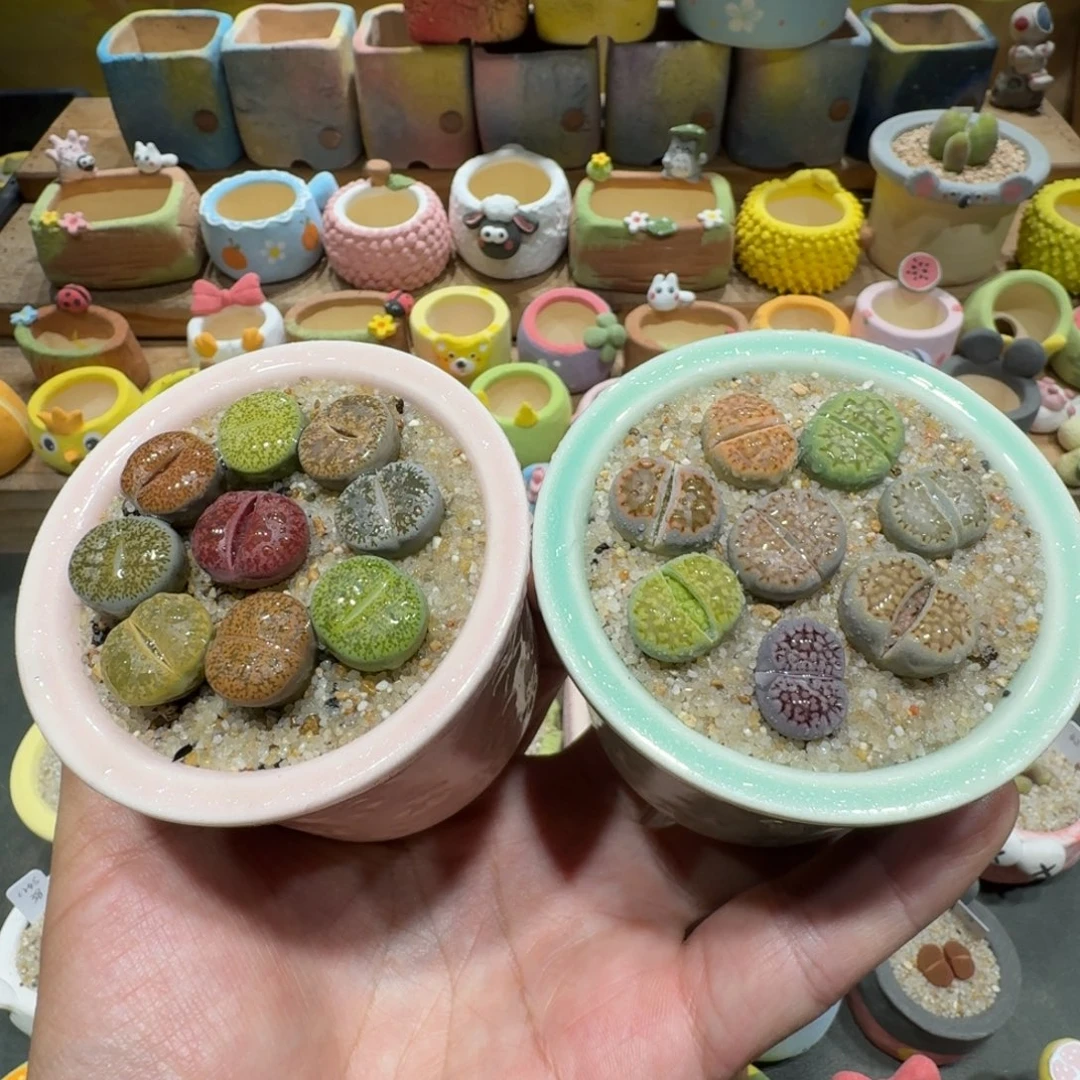 蘑菇1190紫薰巴厘多肉植物