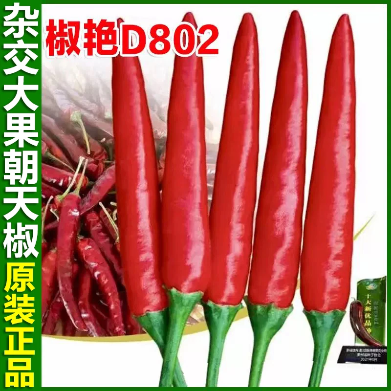 椒艳D802杂交大果朝天椒种子贵州单生特辣小米椒小尖椒辣椒种籽孑