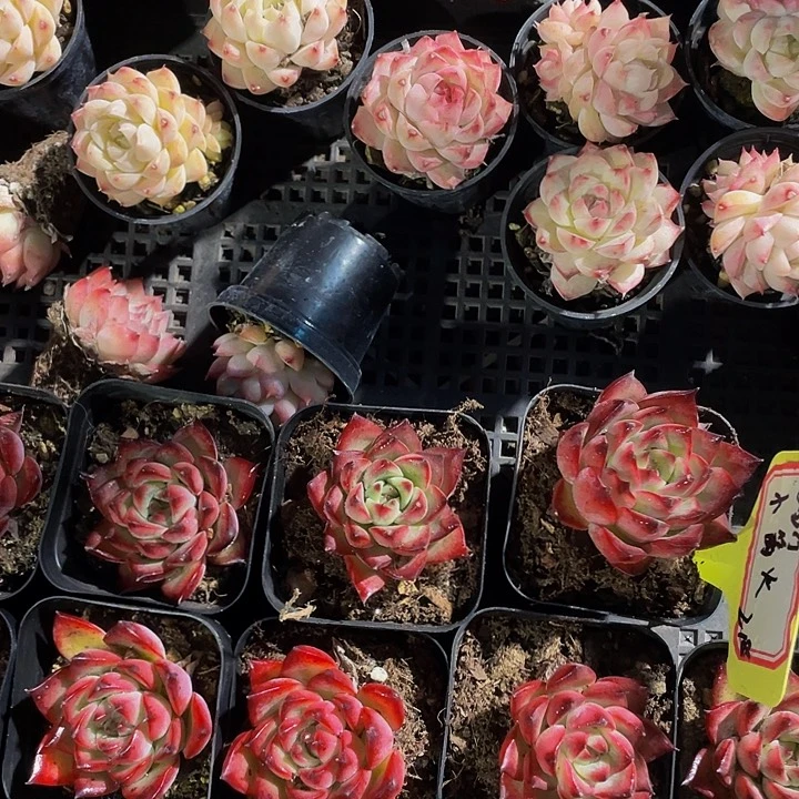 ?****゜84号筐带盆土发货