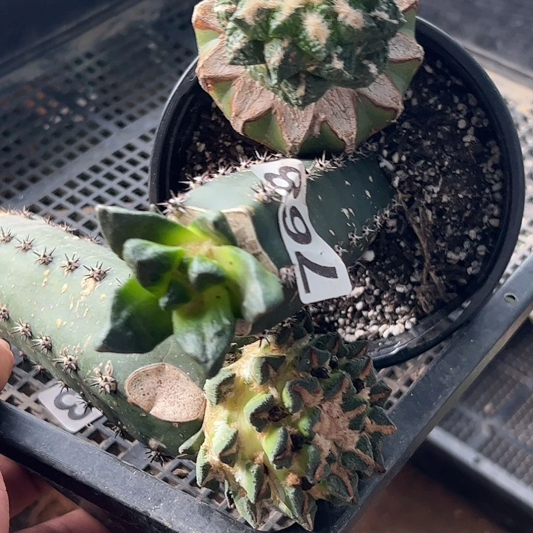 无花朵福利三颗牡丹768