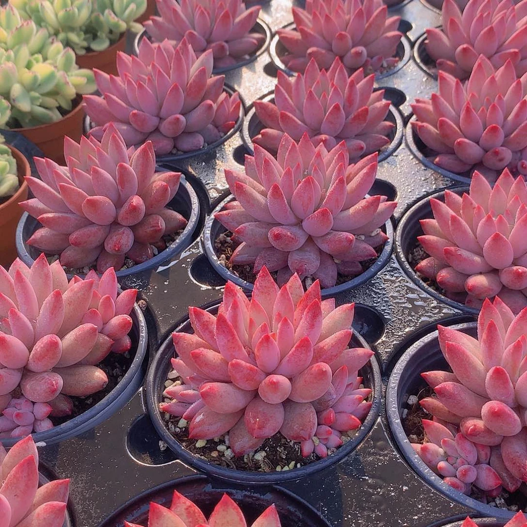 大单头虞美人6464646464644