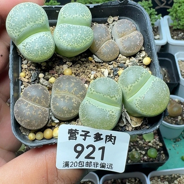 带盆土。