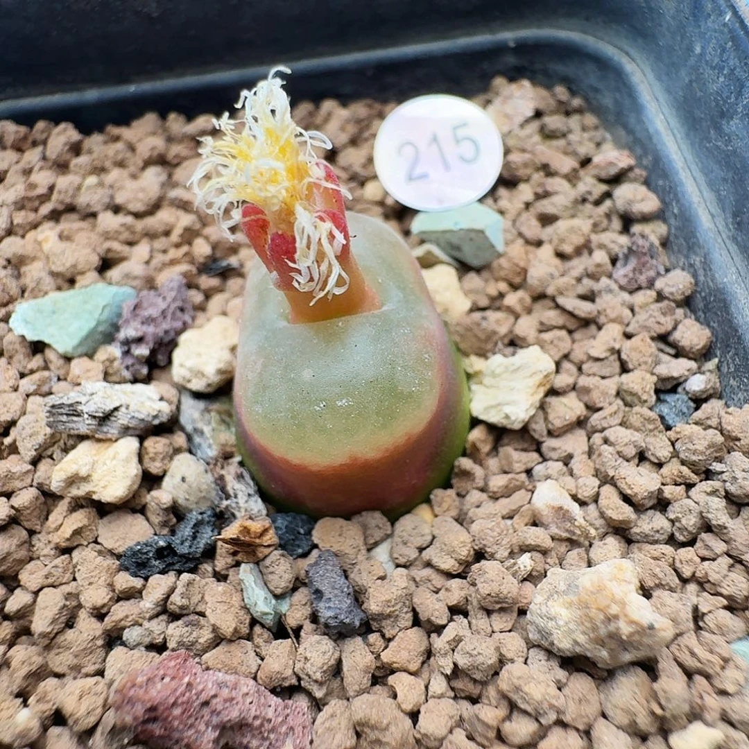 多肉植物福利肉锥215