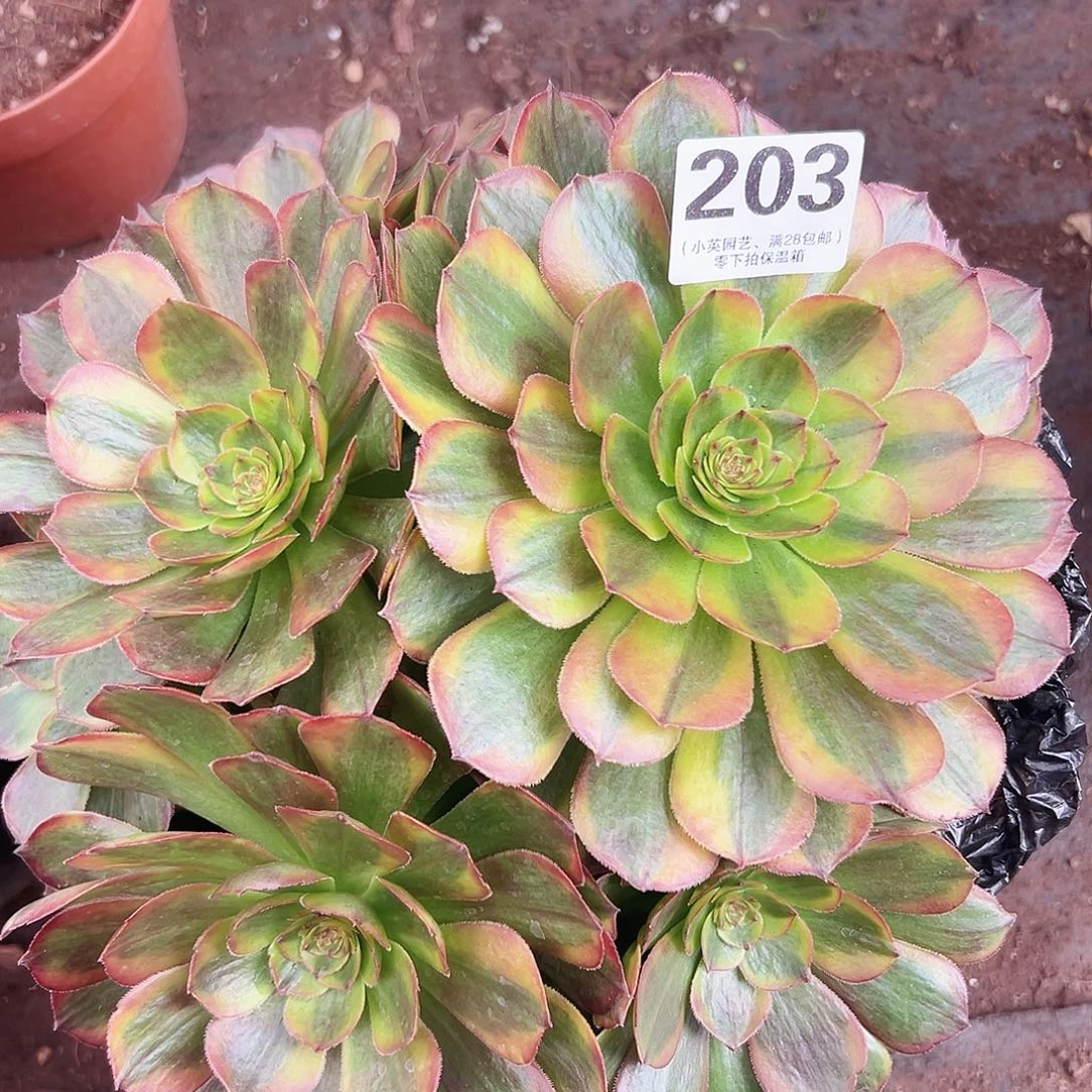 大手捧玲琅203多肉植物多肉植物