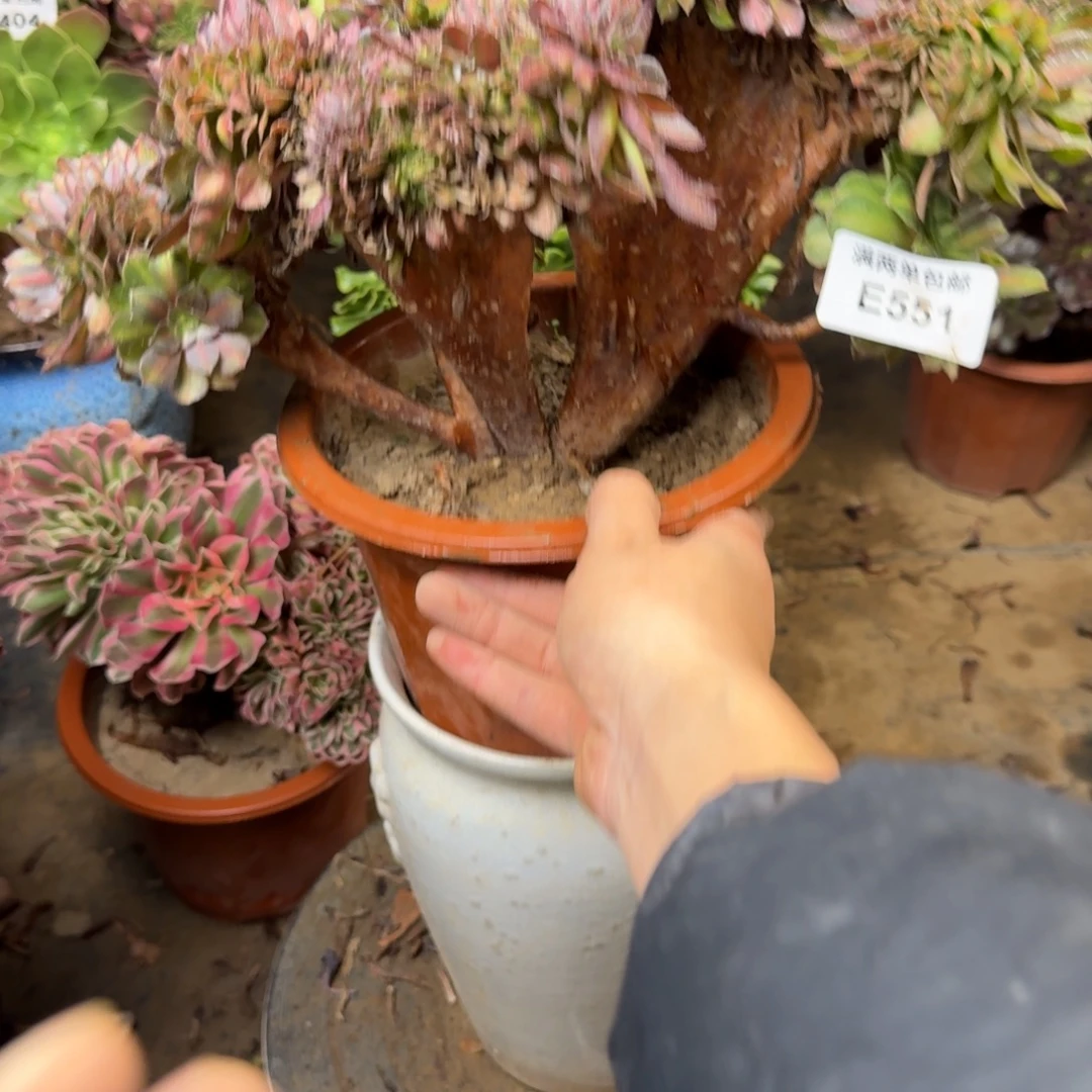 551抹茶缀化法师多肉