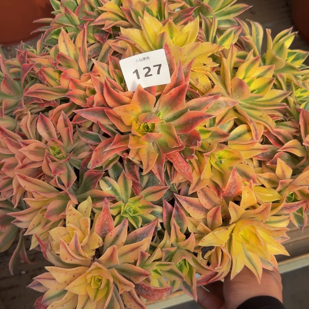 用****8127多肉植物绿体枫叶