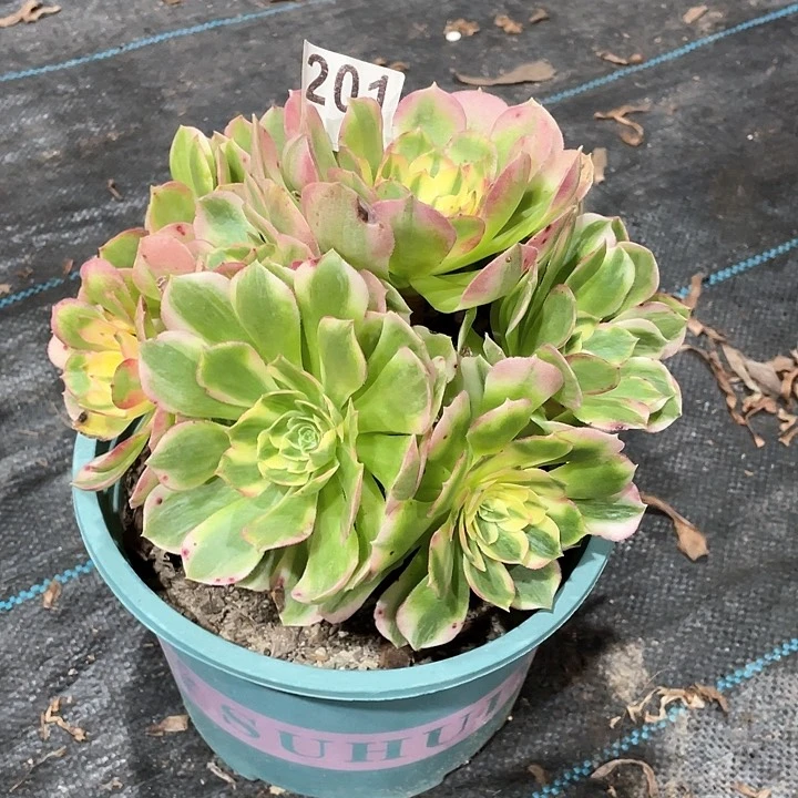 海王201   冠幅20