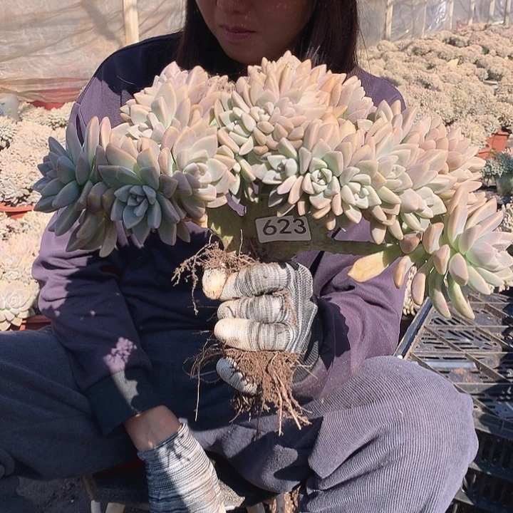 623 淡雪缀 一物一拍