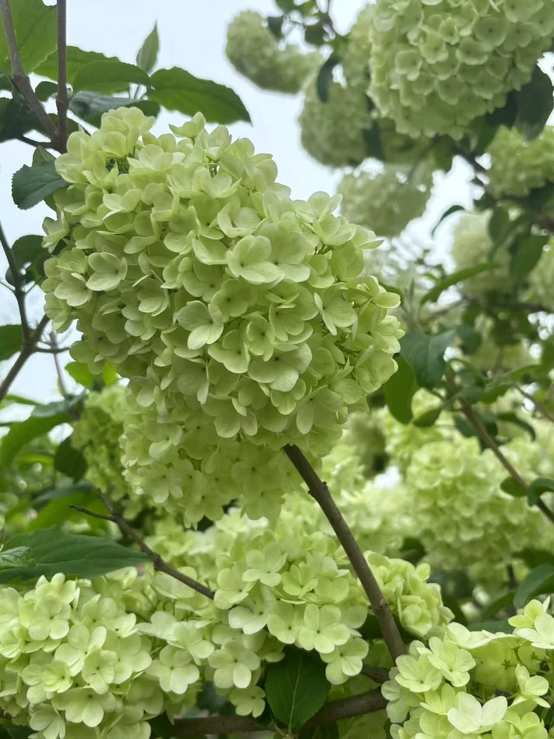 中华木绣球，大花斗球，基地直发。