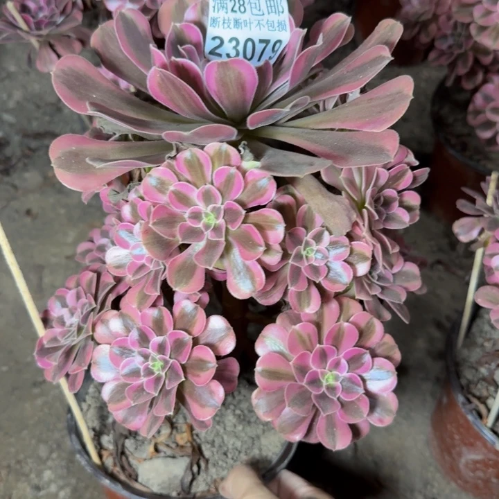 23079南美杜莎多肉植物