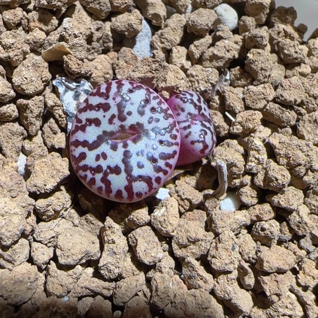 肉锥多肉植物组合-wc霓虹168