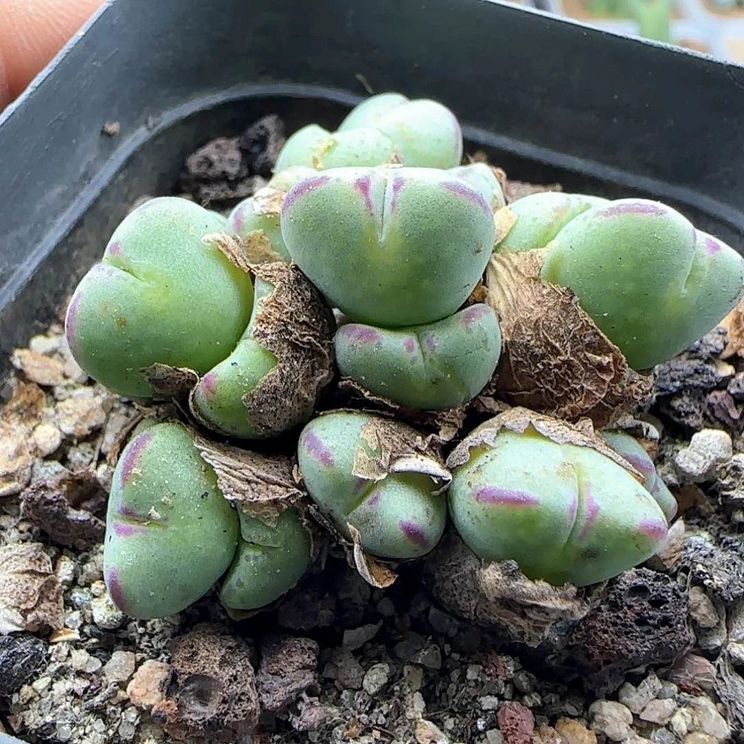 开播福利来啦44249