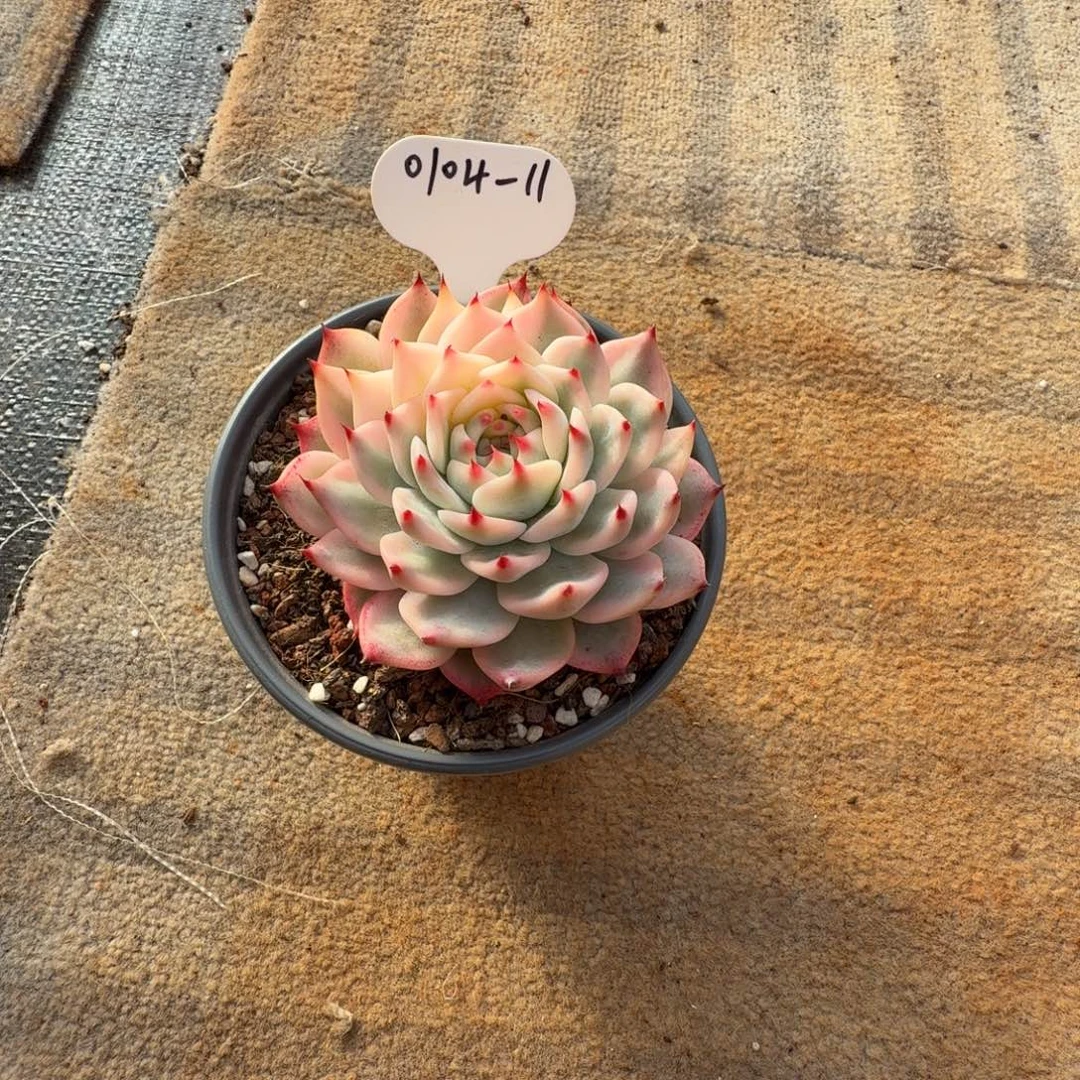 ****⋆0104-11吉娃娃锦小一颗