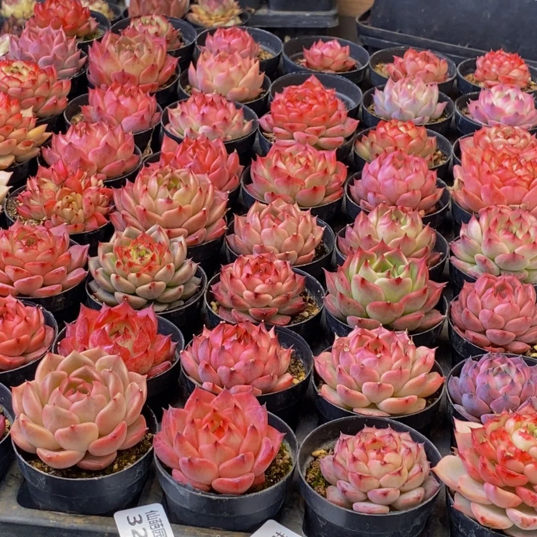 玲*324多肉植物保护研究所所长的介绍