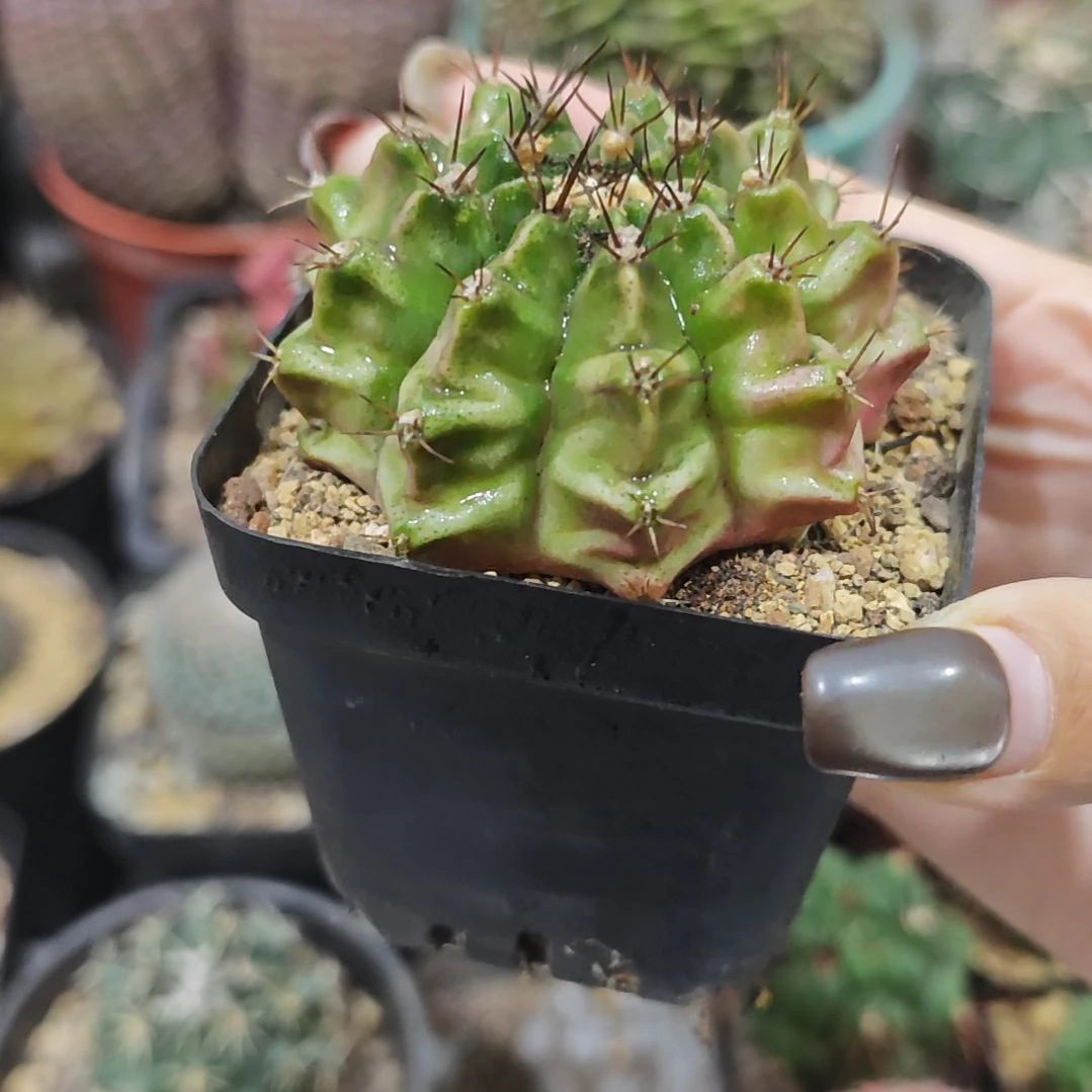 福利实生根龟甲牡丹