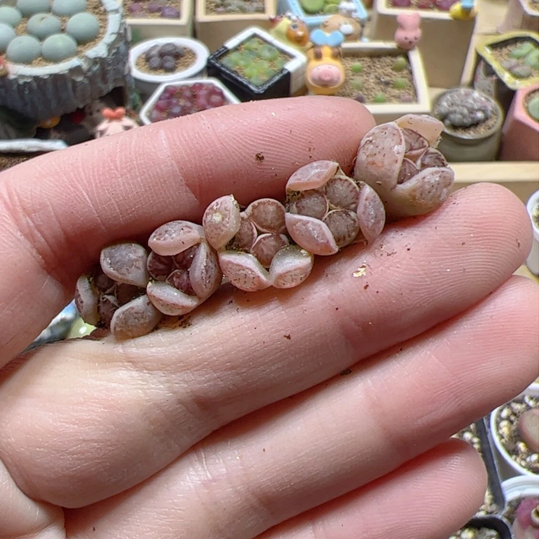 【闪购商品】422 菊奔驰