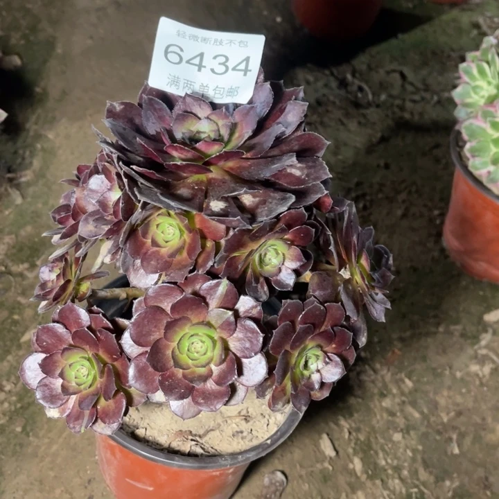 6434黑美人的人多肉的