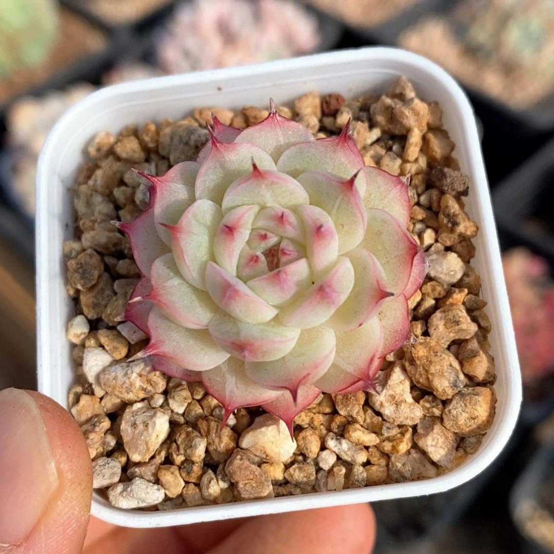 精品多肉一物一拍5