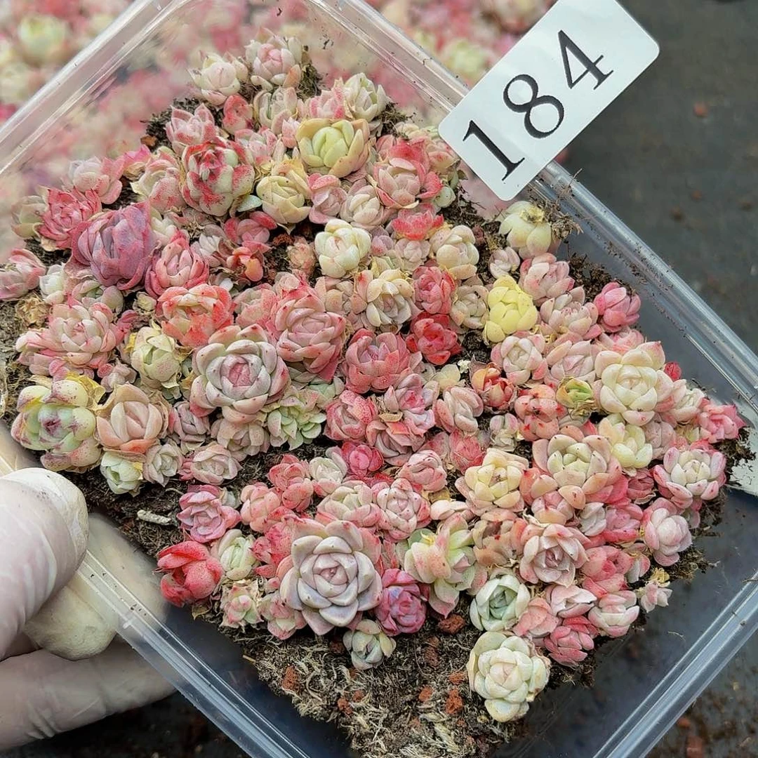 多肉植物多肉植物184